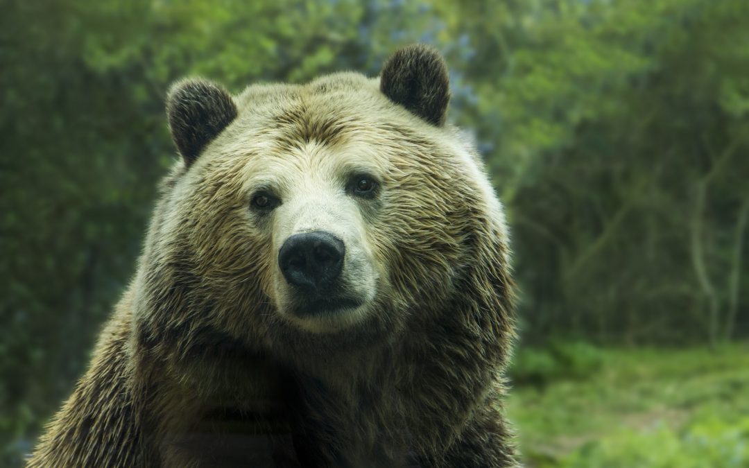 Dow Jones En Picada: ¿Se Acerca El Mercado Bear? – Hyenuk Chu